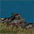 Darkened Edge
