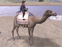 Camel Mount